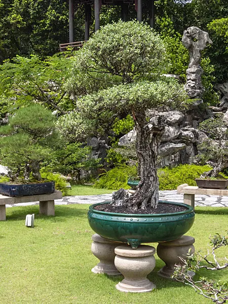 411213 - Pemphis acidula, Bonsai Garden, Singapore