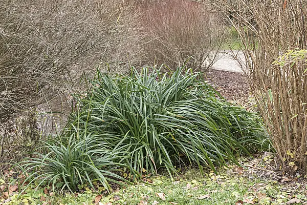 651147 - Pendulous sedge (Carex pendula)