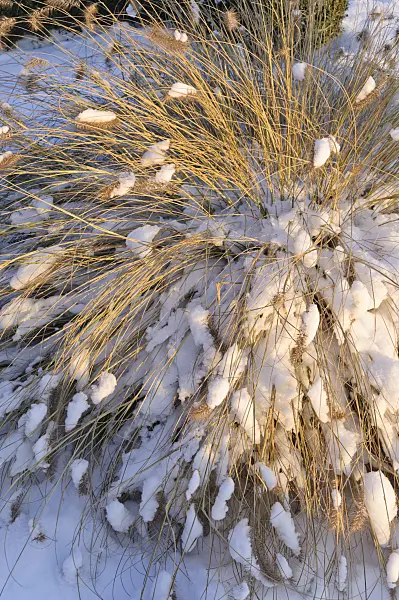 491007 - Pennisetum alopecuroides