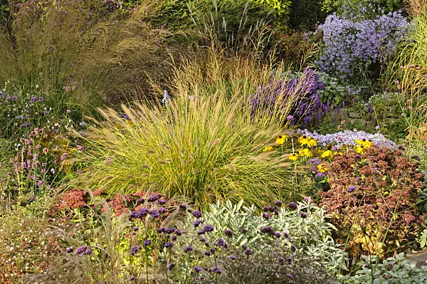477049 - Pennisetum alopecuroides dans un jardin automnal
