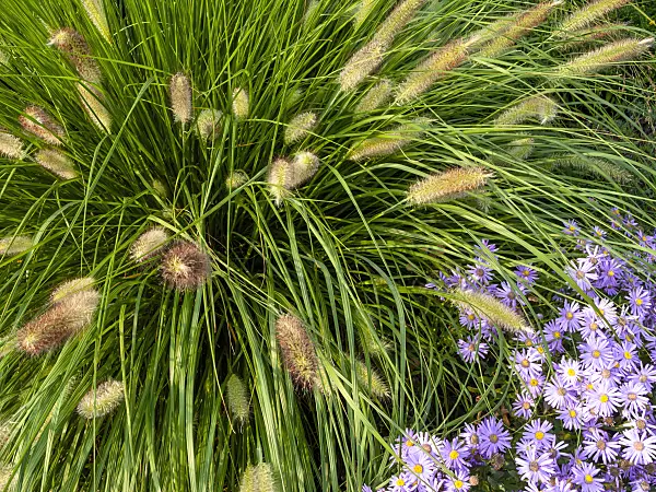 429071 - Pennisetum et aster (Aster)