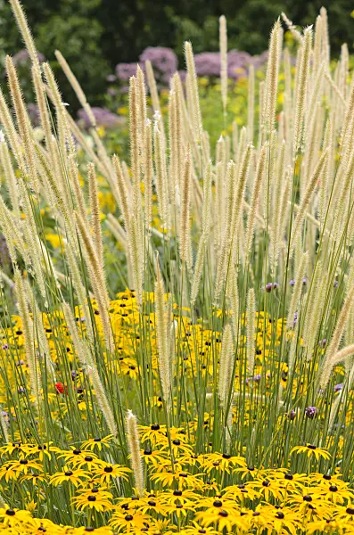 535106 - Pennisetum macrourum 'White Lancer' et rudbeckie (Rudbeckia fulgida)