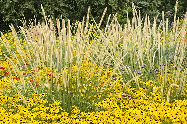 535107 - Pennisetum macrourum 'White Lancer' et rudbeckie (Rudbeckia fulgida)