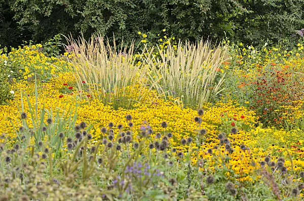 535111 - Pennisetum macrourum 'White Lancer' et rudbeckie (Rudbeckia fulgida)