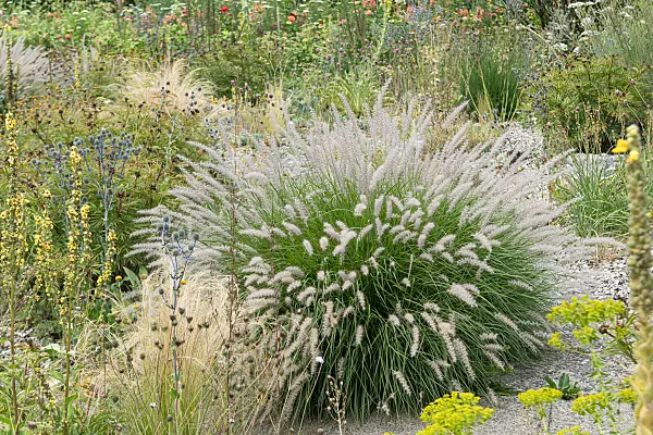 664289 - Pennisetum orientale