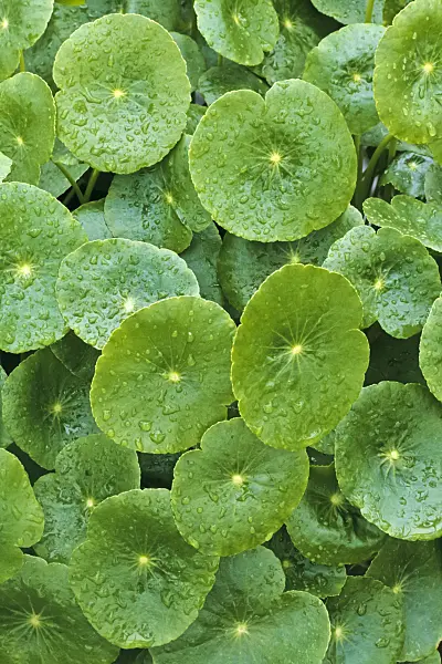 377001 - Pennywort (Hydrocotyle bonariensis)