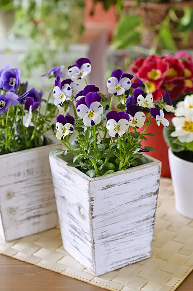 483127 - Pensée à corne (Viola cornuta)