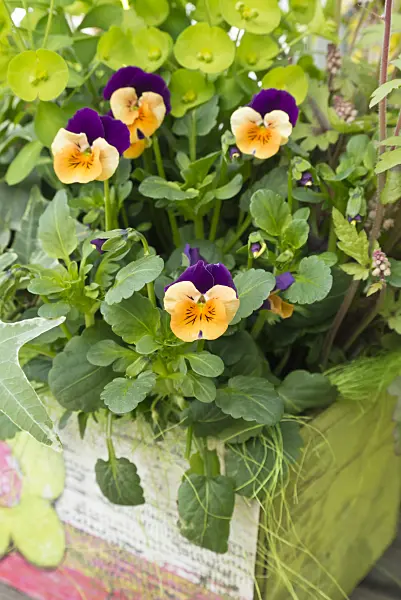 542010 - Pensée à corne (Viola cornuta)
