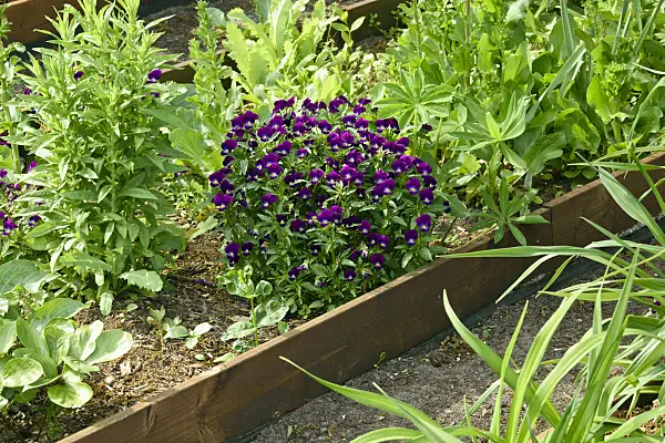 556055 - Pensée à corne (Viola cornuta)