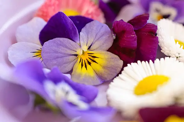 484229 - Pensées à corne (Viola cornuta) et pâquerettes vivaces (Bellis perennis), fleurs coupées sur une assiette