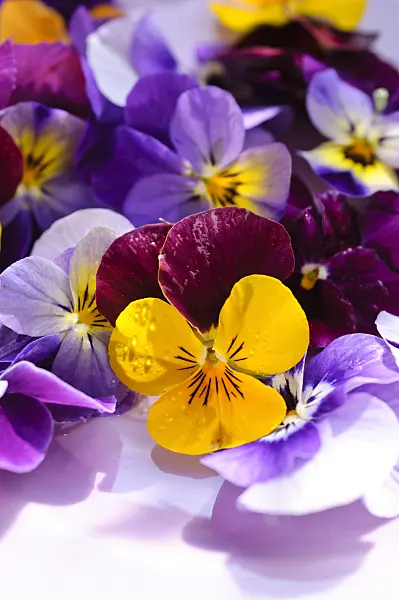 484214 - Pensées à corne (Viola cornuta), fleurs coupées sur une assiette