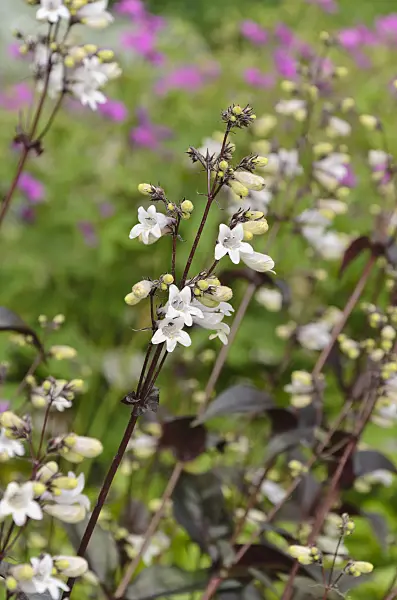 496342 - Penstemon digitalis 'Husker's Red'