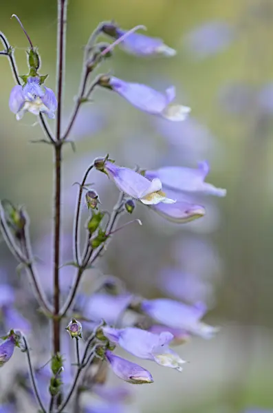 521045 - Penstemon gracilis