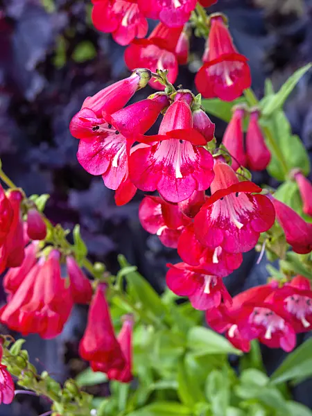 428220 - Penstemon hartwegii
