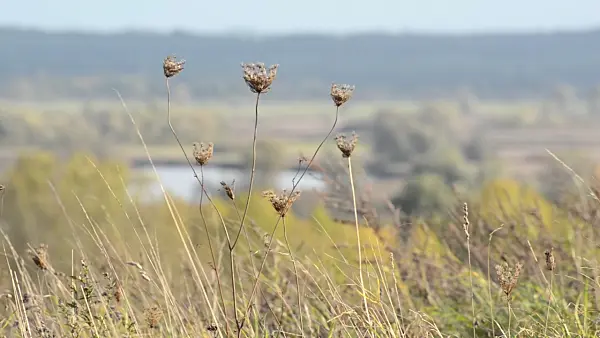 501134 - Pentes automnales de l'Oder près de Gartz, Parc national de la vallée de la Basse-Oder, Allemagne