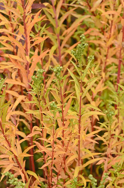 549116 - Penthorum chinense