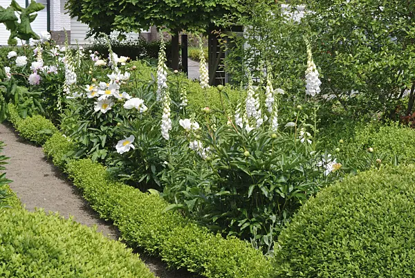 518024 - Peonies (Paeonia) and foxgloves (Digitalis) in a white formal garden