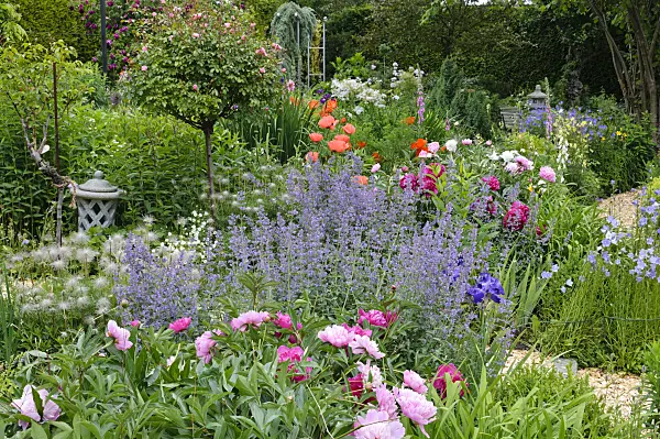 473064 - Peonies (Paeonia), catmints (Nepeta), oriental poppy (Papaver orientale) and roses (Rosa)
