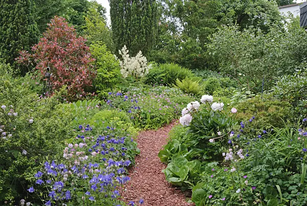 518038 - Peonies (Paeonia), columbines (Aquilegia) and cranesbills (Geranium)