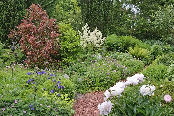 518039 - Peonies (Paeonia), columbines (Aquilegia), cranesbills (Geranium) and alpine knotweed (Aconogonon alpinum syn. Polygonum alpinum)