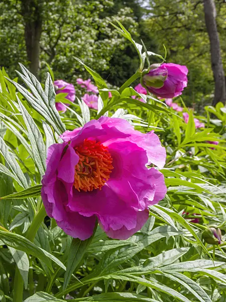 401172 - Peony (Paeonia)