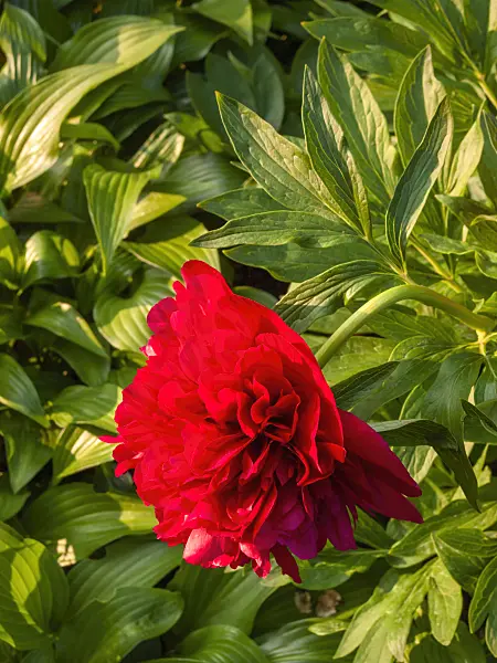 401263 - Peony (Paeonia)