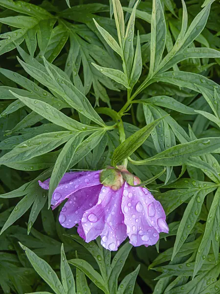 437451 - Peony (Paeonia anomala)