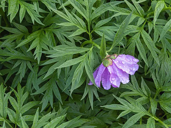 437452 - Peony (Paeonia anomala)