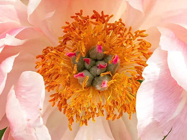 426114 - Peony (Paeonia Coral Charm)