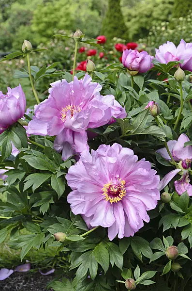 508187 - Peony (Paeonia First Arrival)