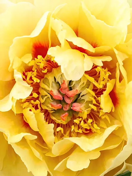 426115 - Peony (Paeonia Garden Treasure)