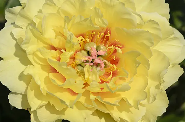 521112 - Peony (Paeonia Garden Treasure)