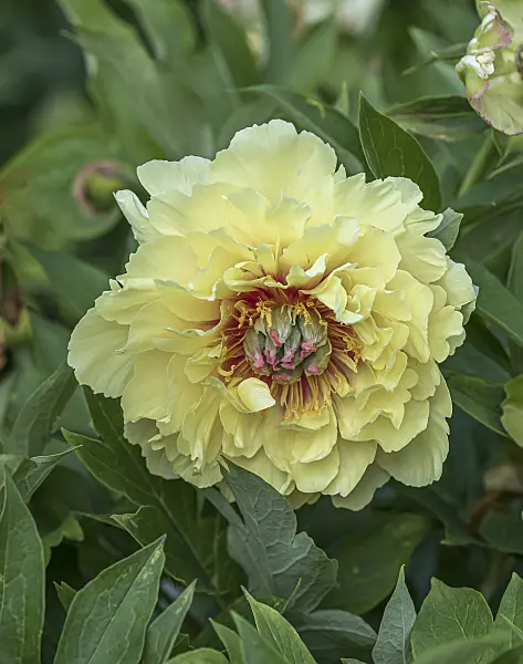 651418 - Peony (Paeonia Garden Treasure)