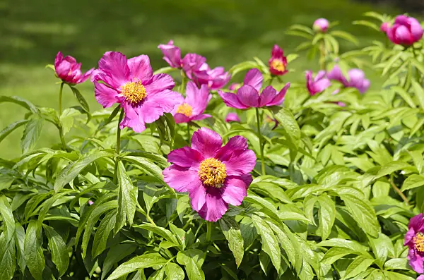 556010 - Peony (Paeonia mairei)