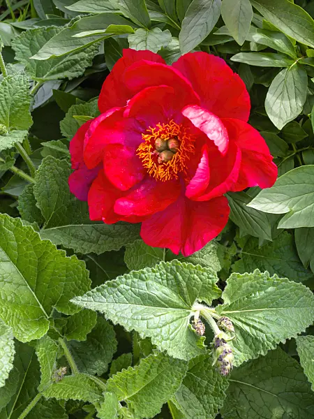 426062 - Peony (Paeonia Rubinschale)