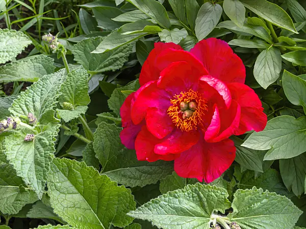 426063 - Peony (Paeonia Rubinschale)