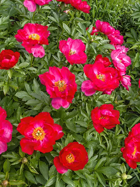 426064 - Peony (Paeonia Rubinschale)