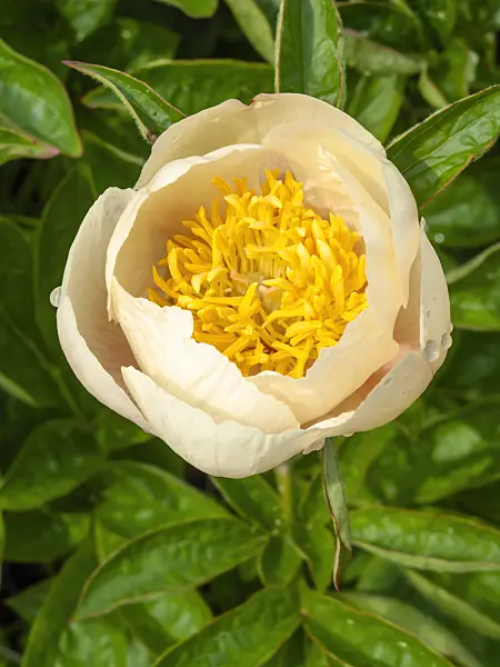 437315 - Peony (Paeonia Starlight)