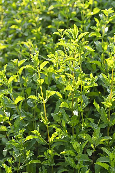 473325 - Peppermint (Mentha x piperita)
