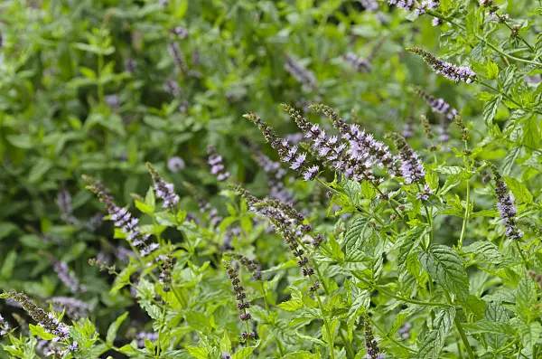 498282 - Peppermint (Mentha x piperita)