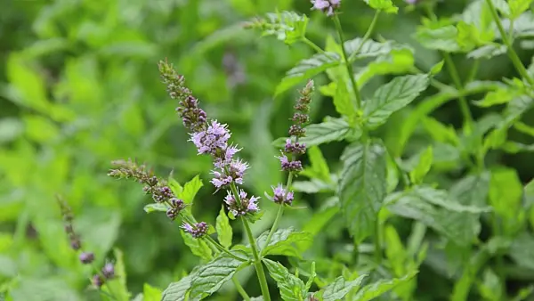 498284 - Peppermint (Mentha x piperita)