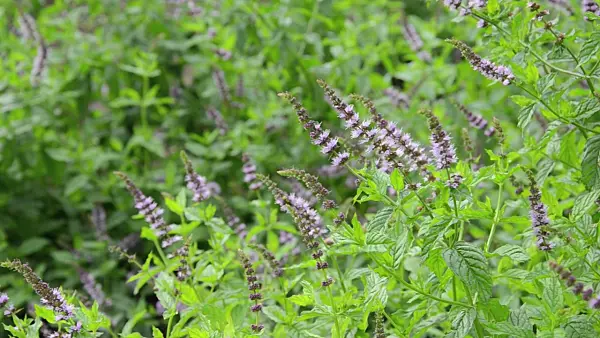 498285 - Peppermint (Mentha x piperita)