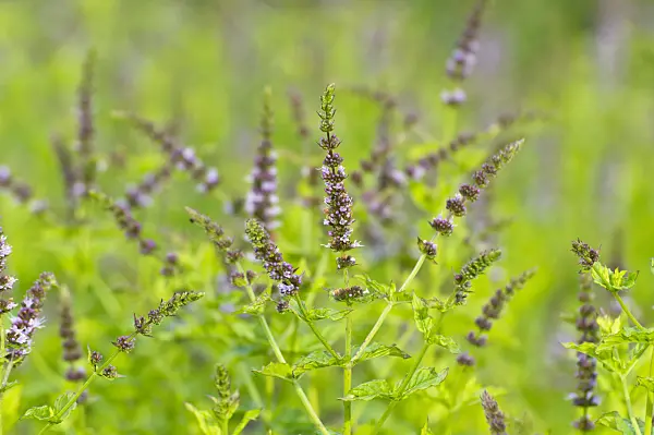 510083 - Peppermint (Mentha x piperita)