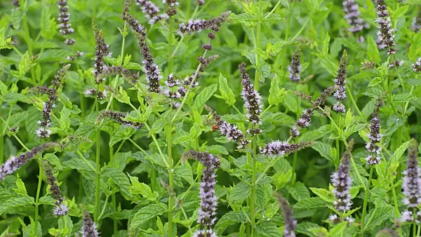 510088 - Peppermint (Mentha x piperita)