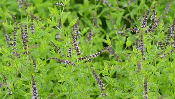 510089 - Peppermint (Mentha x piperita)
