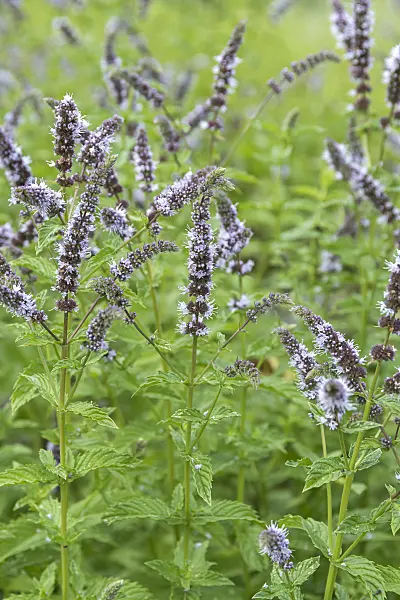 638168 - Peppermint (Mentha x piperita)