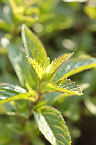 473323 - Peppermint (Mentha x piperita 'Mitcham')