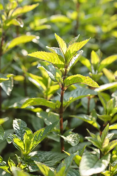 473324 - Peppermint (Mentha x piperita 'Mitcham')
