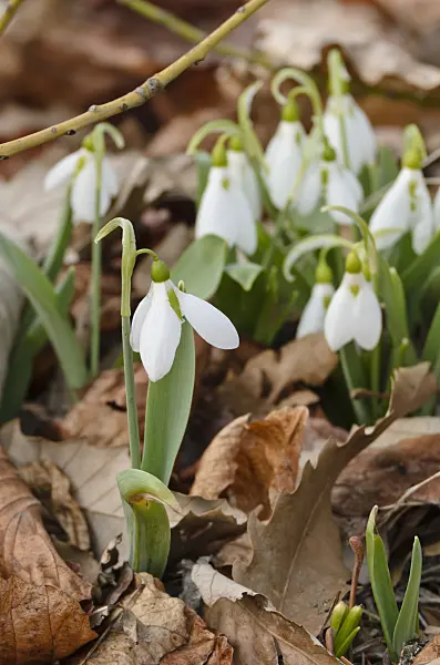 506022 - Perce-neige (Galanthus nivalis)