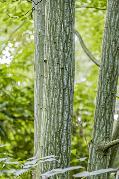 593007 - Père David's maple (Acer davidii)